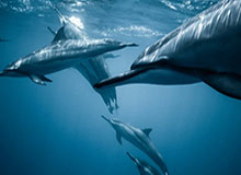 一个小细节讲明白：看懂利益分配，你就明白为什么看似无辜的人最难受